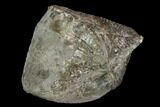 Pyrite Replaced Brachiopod (Paraspirifer) - Ohio #130276-2